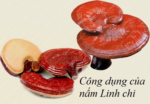 Nấm linh chi và công dụng của nó