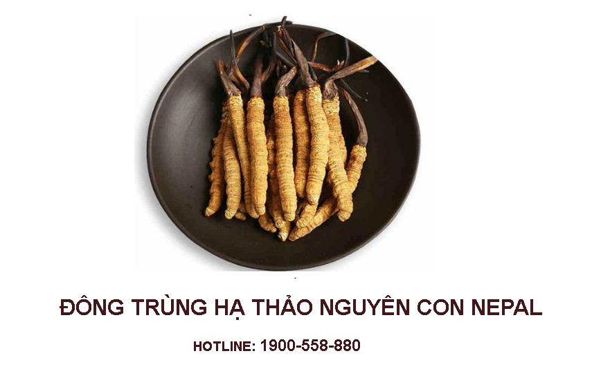 Đông trùng hạ thảo có phải là thuốc không?