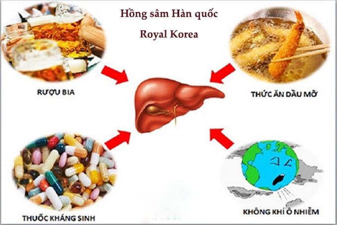 Hiệu quả bất ngờ của việc sử dụng đông trùng hạ thảo đối với người mắc bệnh viêm gan B mãn tính