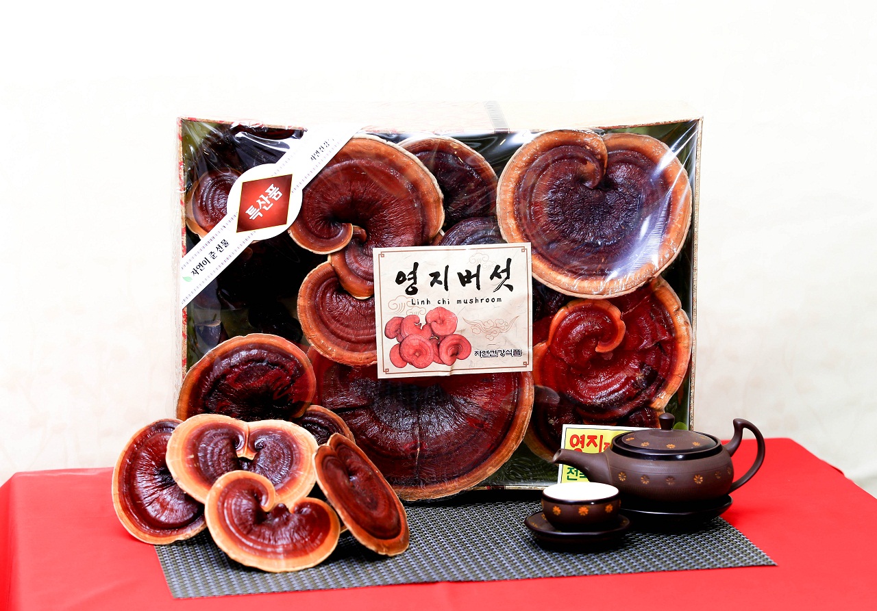 Sử dụng hiệu quả nấm linh chi núi đỏ Hàn Quốc hàng ngày