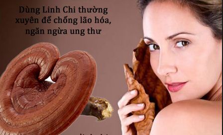 Những công dụng đặc biệt của nấm linh chi được chứng minh bởi khoa học