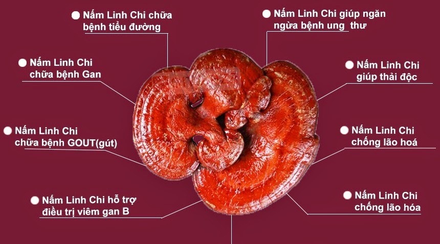 Nấm linh chi có tác dụng gì