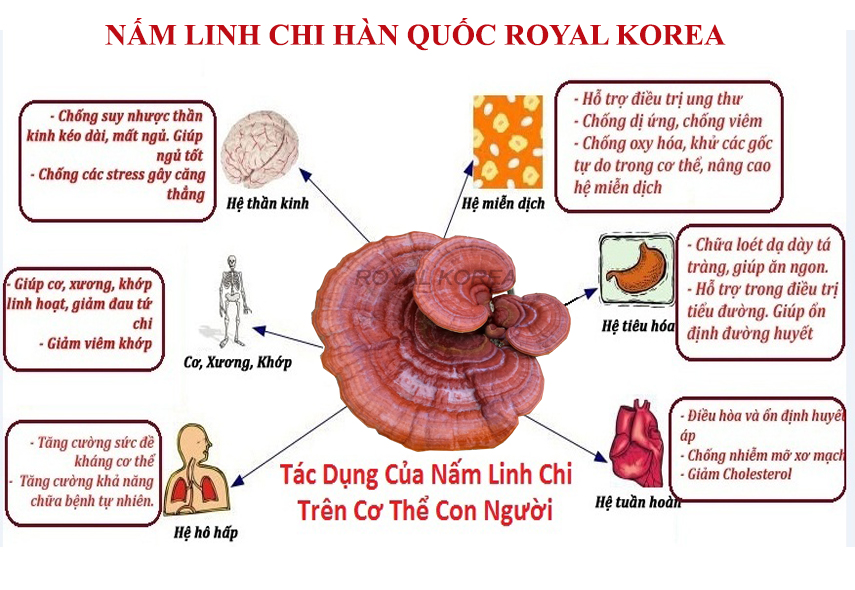 Mua nấm linh chi ở đâu Hải Phòng uy tín, chất lượng?