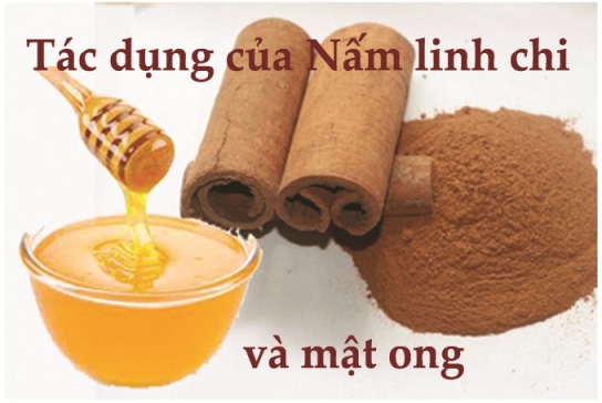 Tác dụng tuyệt diệu của nấm linh chi và mật ong