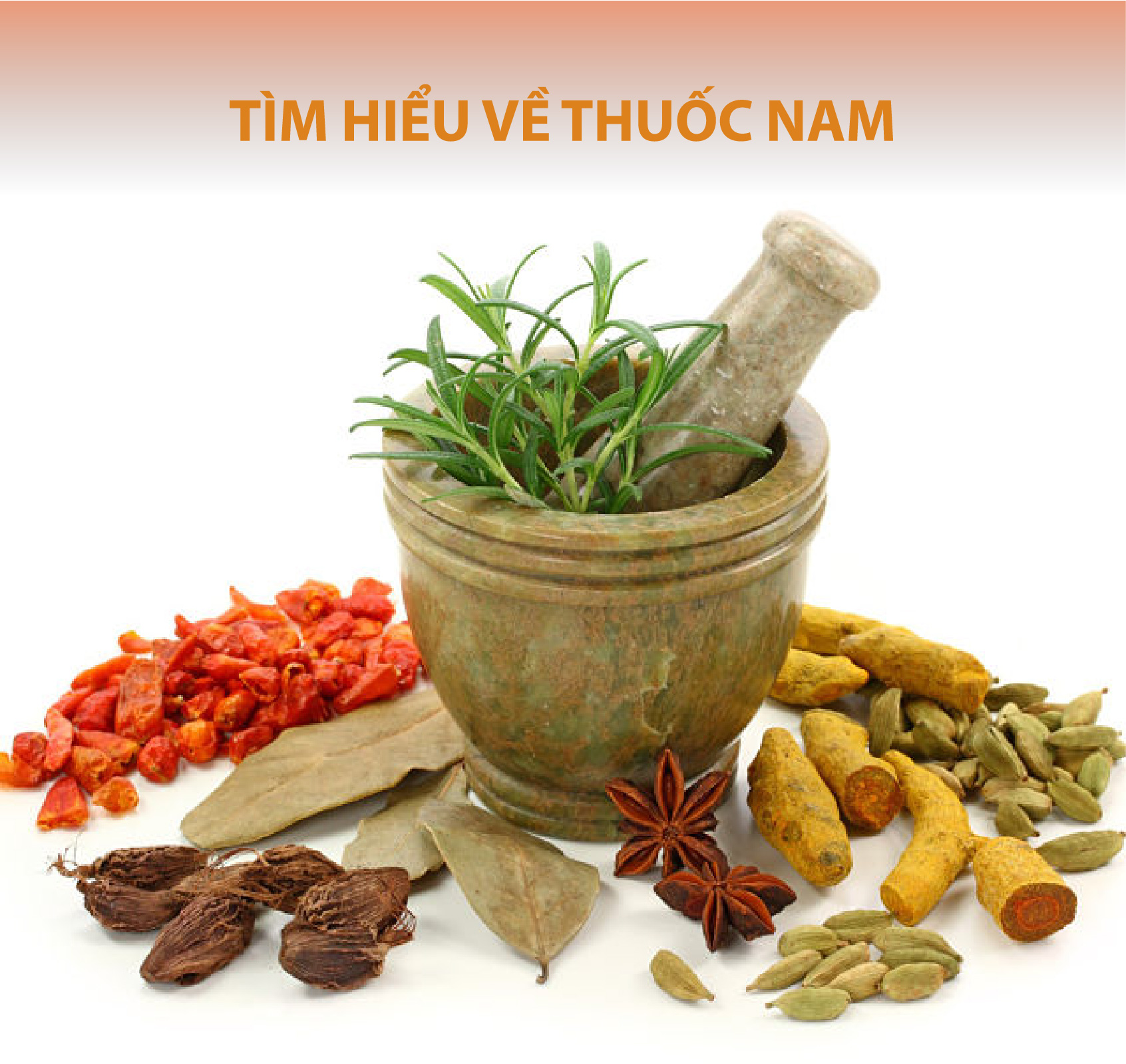 Tìm hiểu về thuốc Nam