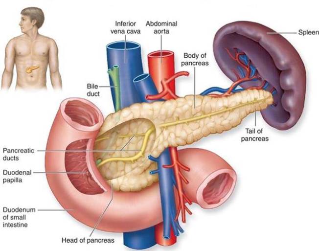 Bệnh tiểu đường là gì?