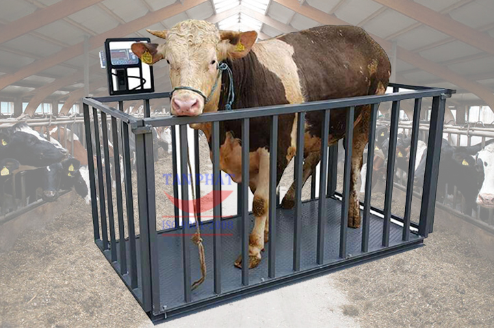 Cân Bò Điện Tử - Giá Cân Trâu Bò Điện Tử mới nhất hôm nay