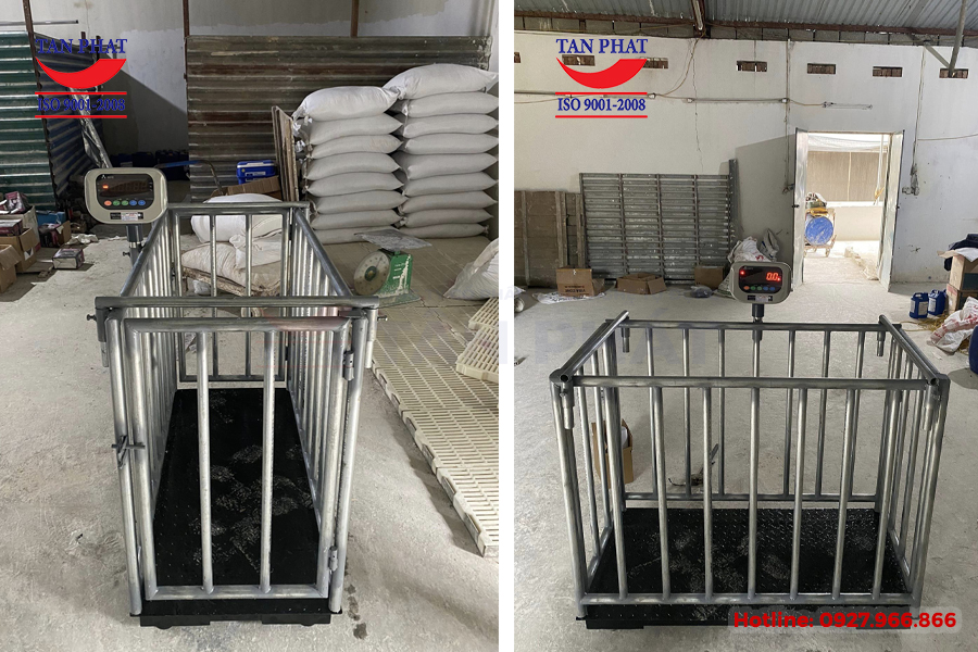 Cân lợn điện tử tại trọng 500kg thiết kế kèm lồng khung bao quanh, kích thước sàn cân (1.2mx0.6m) chuyên dùng để đo lường trọng lượng từng con lợn trong mỗi lần cân.