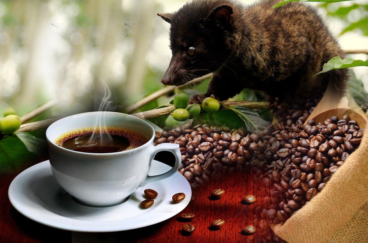Cà phê chồn Robusta Blend thơm ngon hảo hạng