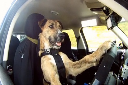 Để chó cưng điều khiển ô tô chạy quá tốc độ, chủ xe ngậm ngùi nhận 'án' phạt