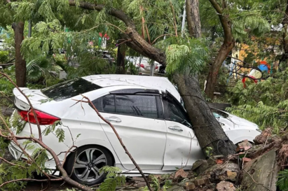 Ô tô bị cây đổ đè trúng do bão, ai chịu trách nhiệm bồi thường? Ô tô bị cây đổ đè trúng do bão, ai chịu trách nhiệm bồi thường?