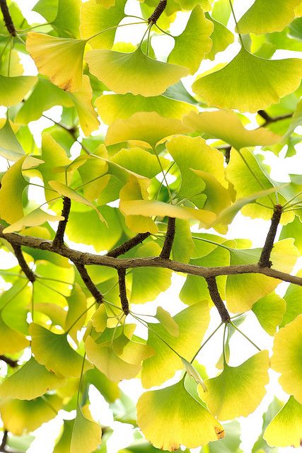 Fine Ginkgo Plus Có tác dụng bảo vệ DNA