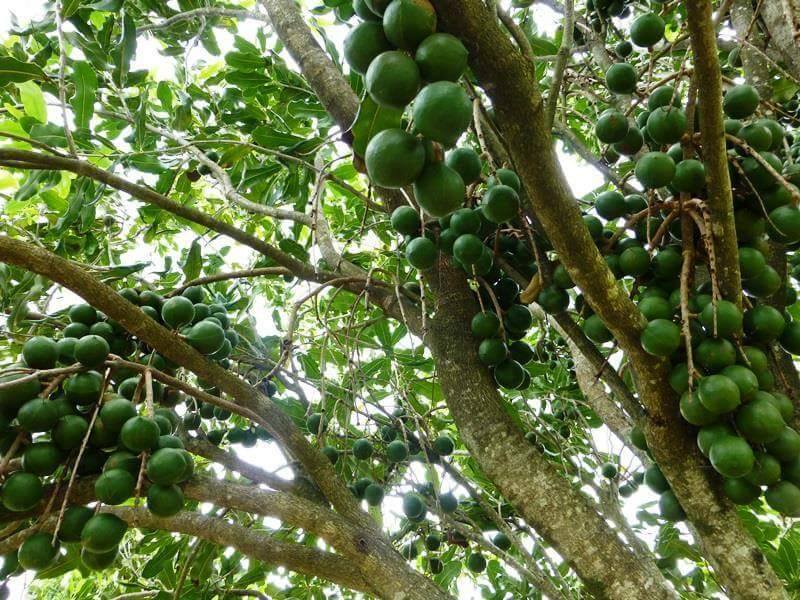 Hạt Macadamia — công dụng và đối tượng sử dụng