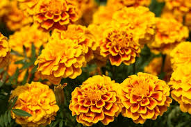 Super Lutein vị cứu tinh cho đôi mắt