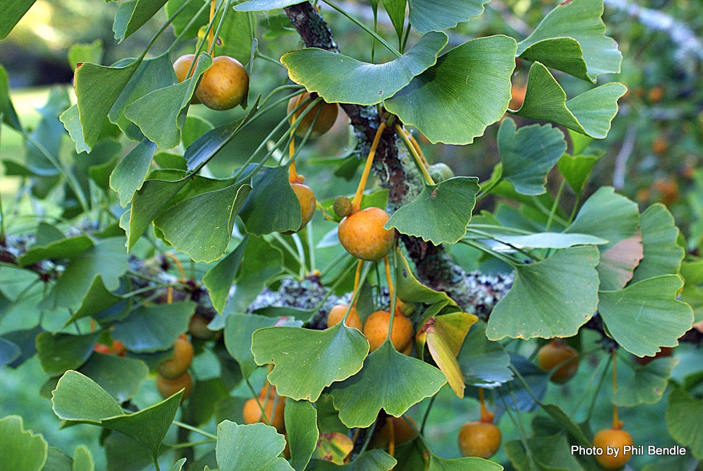 Fine Ginkgo Plus Nhật Bản giúp ngăn ngừa nhiễm trùng