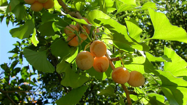 Fine Ginkgo Plus Nhật Bản giúp cải thiện các triệu chứng của rối loạn tâm thần