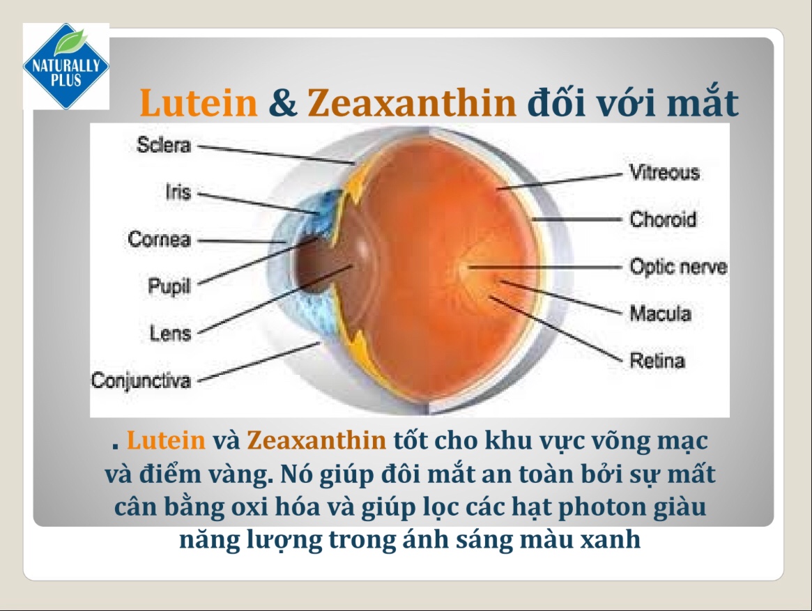 Võng Mạc Tiểu Đường Là Gì?  Izumio và Super Lutein Mirto Plus Nhật Bản giải pháp toàn diện