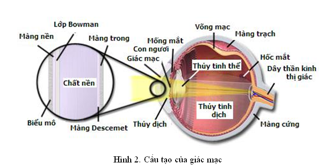 Super Lutein và nước thần kỳ Izumio hiệu quả với bệnh teo võng mạc