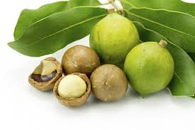 17 Lợi ích sức khỏe tuyệt vời của Hạt Macadamia