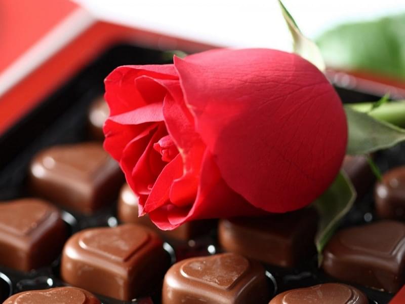 hoa-hong-chocolate
