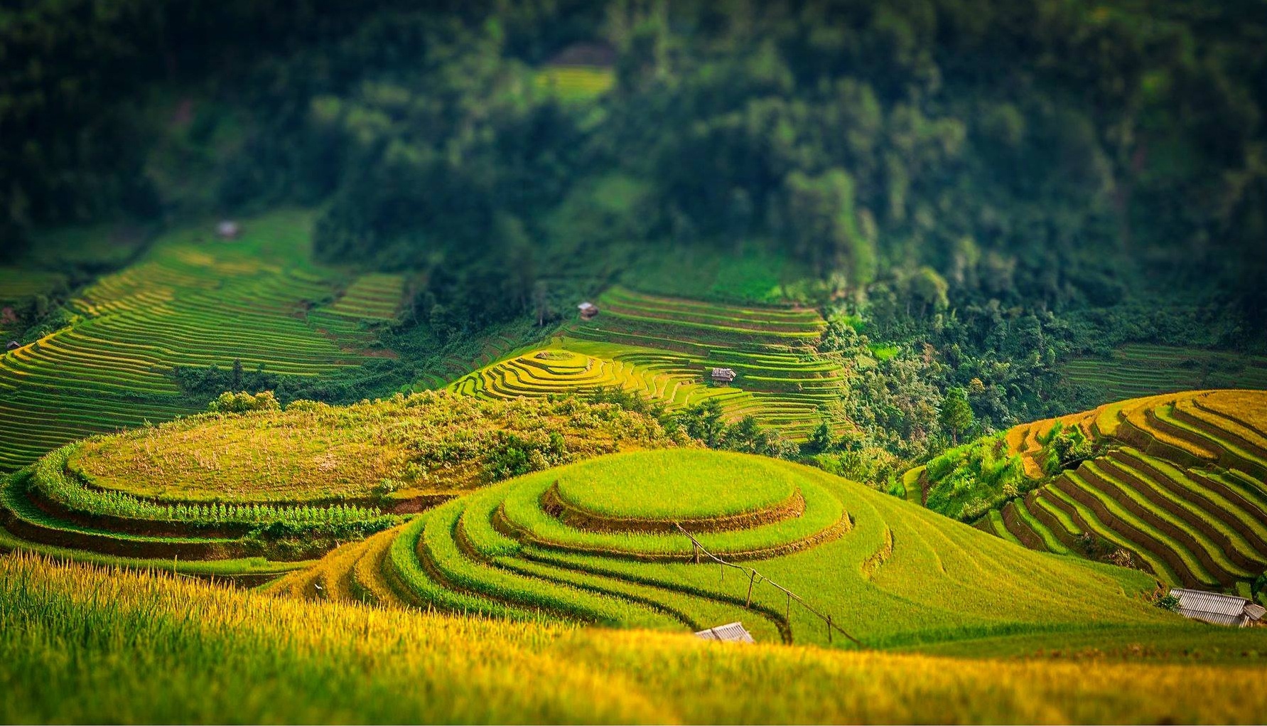 Terraced fields