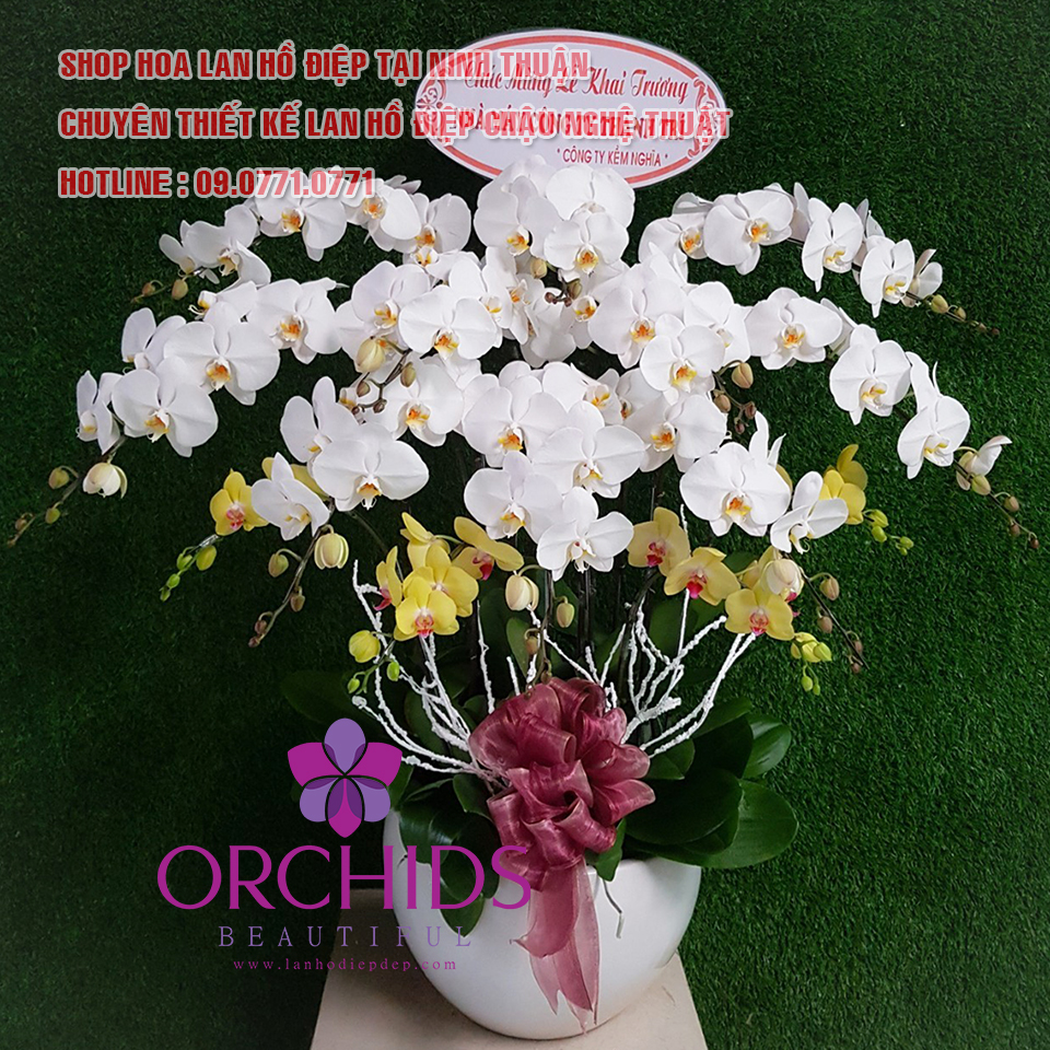Shop hoa lan hồ điệp Ninh Thuận