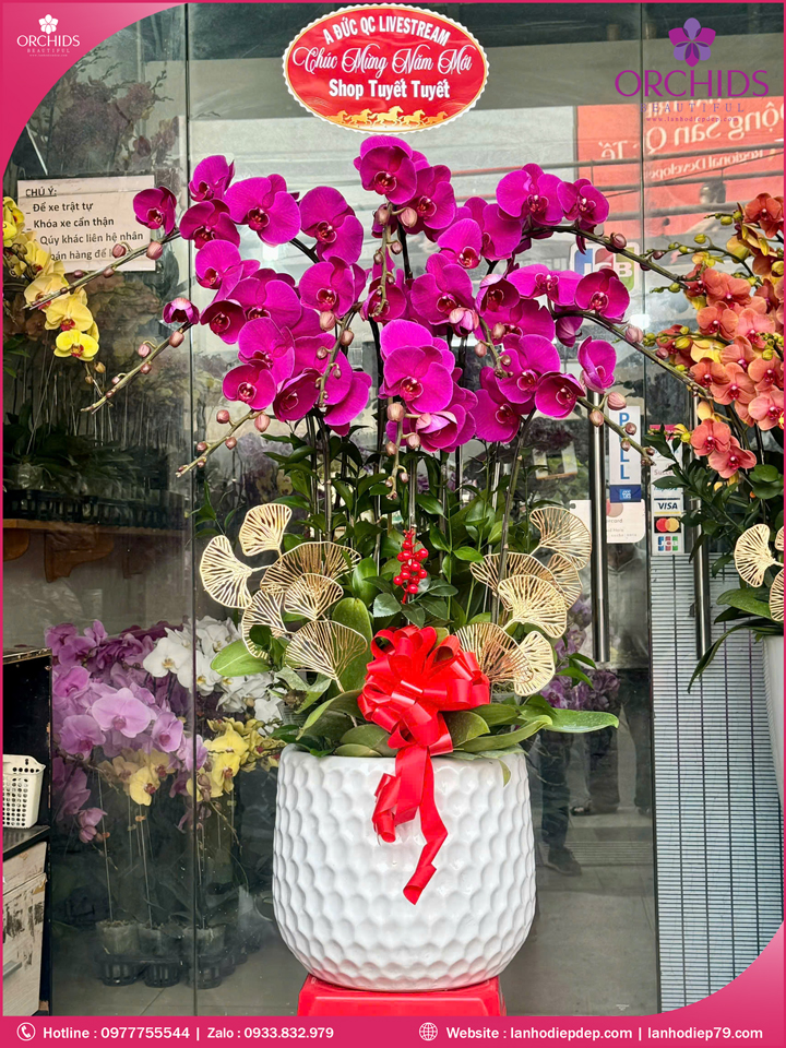 Chậu hoa lan hồ điệp tím 10 cành T221
