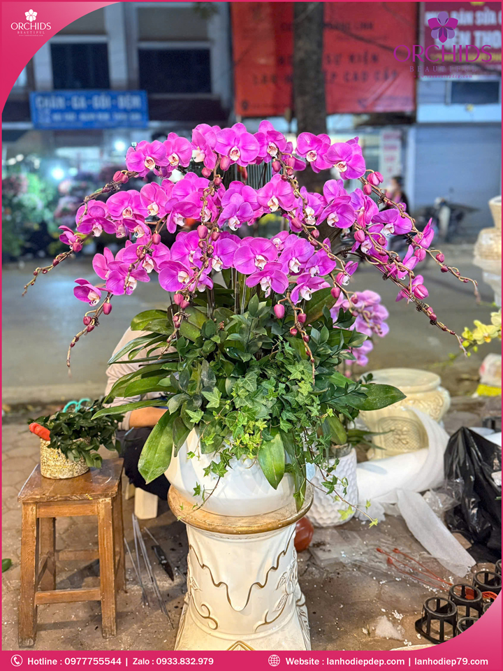 Chậu hoa lan hồ điệp tím 15 cành T227