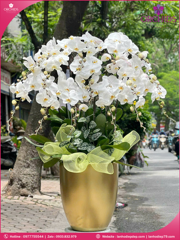 Chậu hoa lan hồ điệp trắng 15 cành TR394