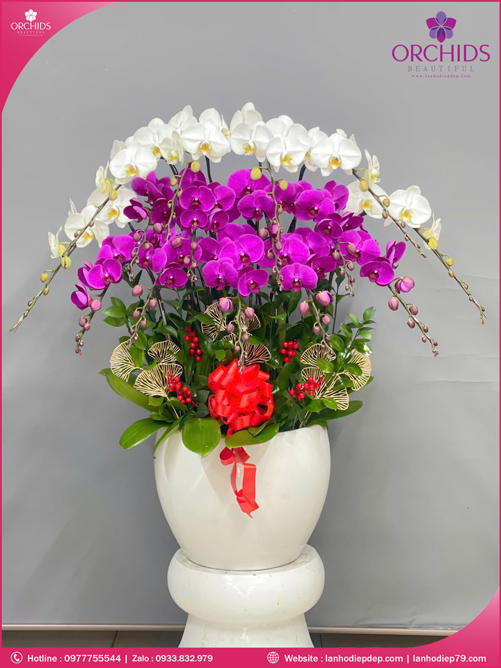 Chậu hoa lan hồ điệp trắng tím 15 cành TT158