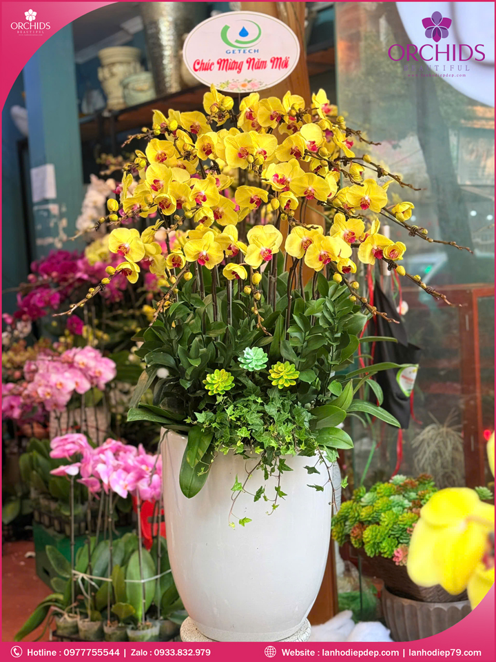 Chậu hoa lan hồ điệp vàng 20 cành V542