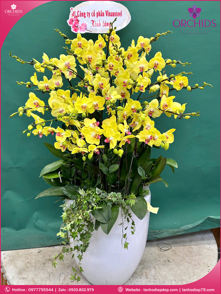 Chậu hoa lan hồ điệp vàng 28 cành V545
