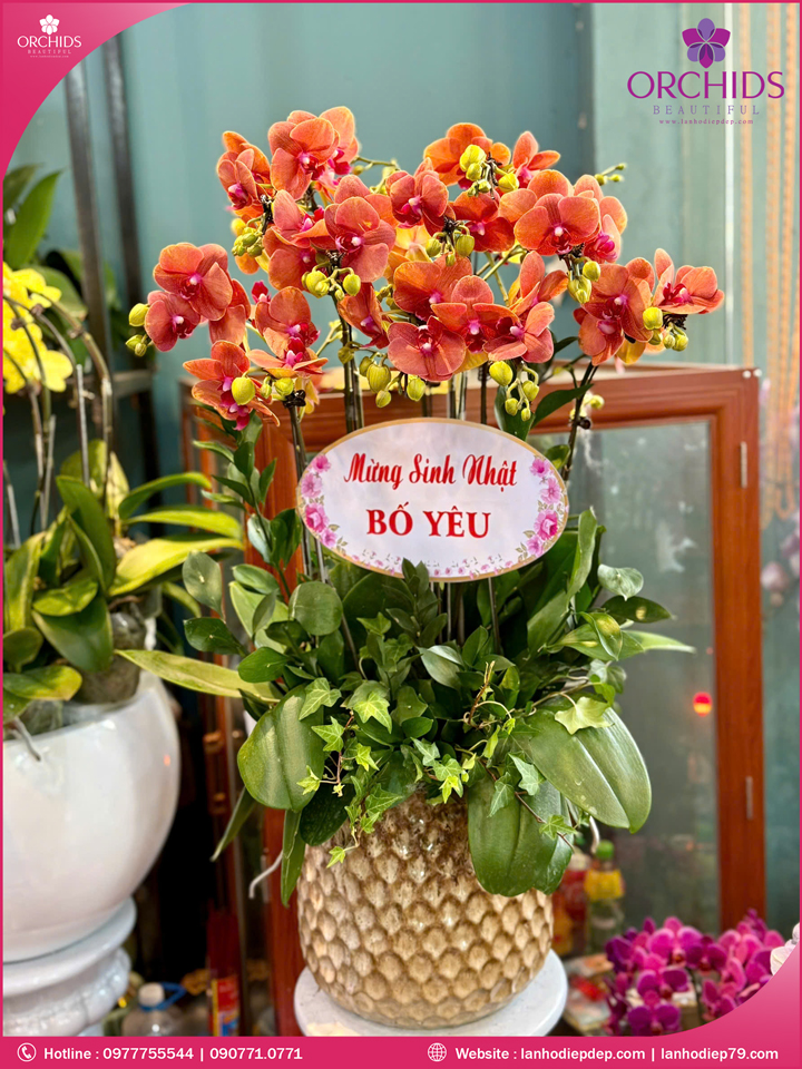 Chậu hoa lan hồ điệp cam 10 cành