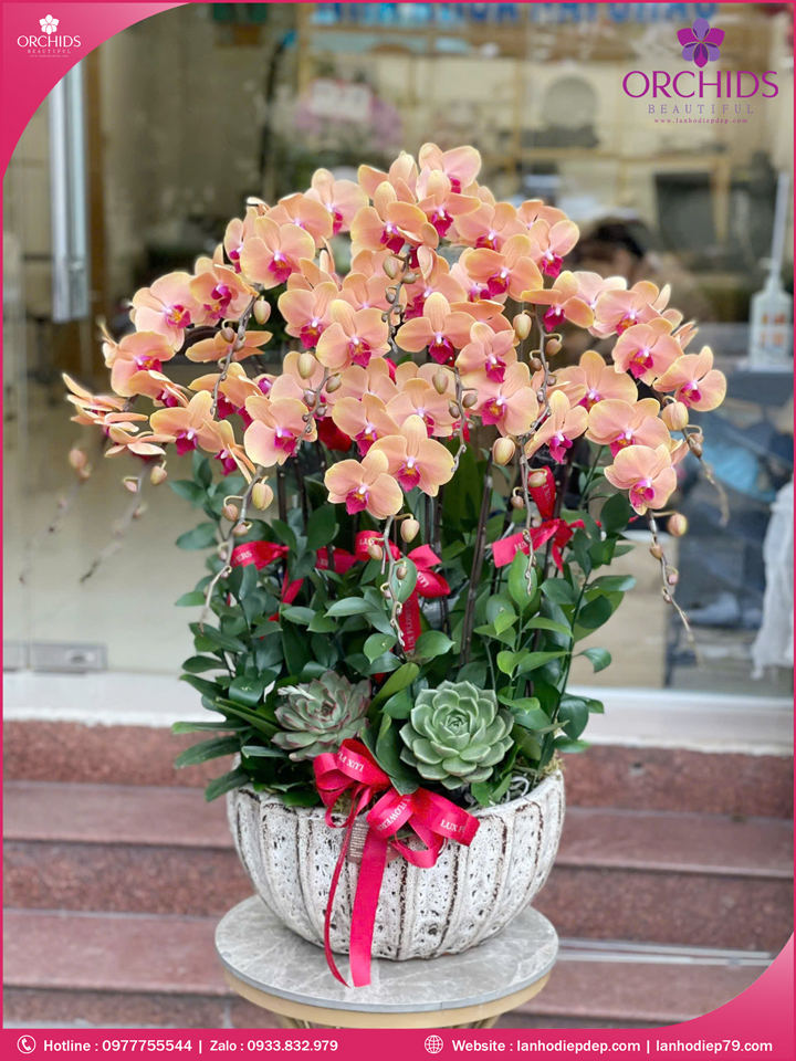 Chậu hoa lan hồ điệp cam 12 cành C88