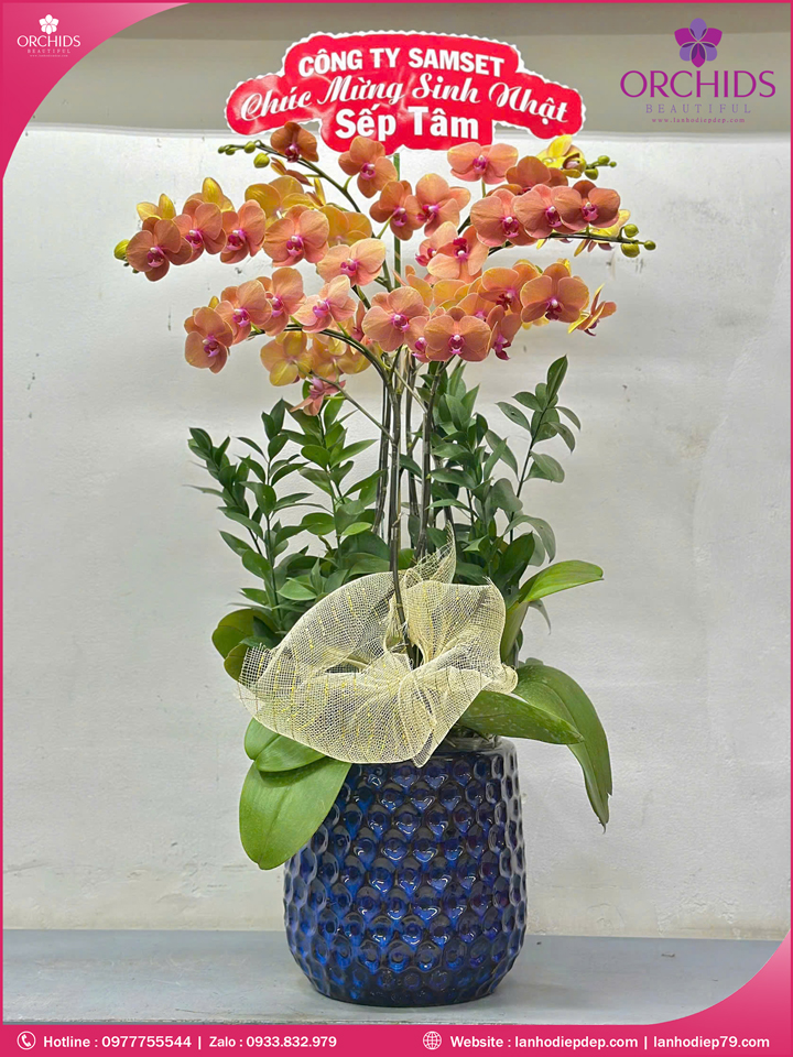 Chậu hoa lan hồ điệp cam 6 cành C82