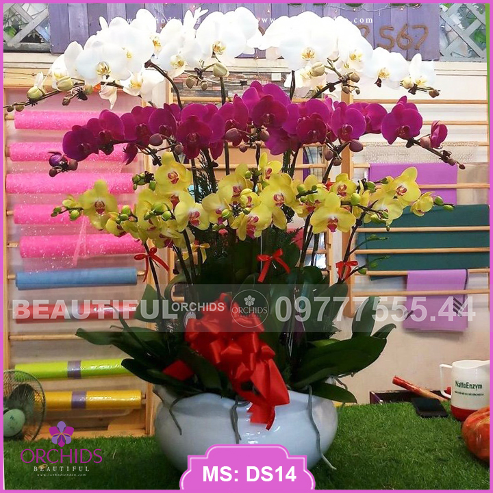 Chậu hoa lan hồ điệp decor 15 cành hoa đa sắc màu trắng, tím, vàng