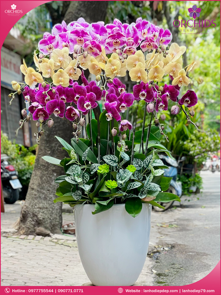Chậu hoa lan hồ điệp đa sắc 15 cành