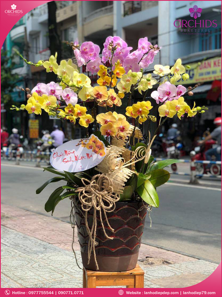 Chậu hoa lan hồ điệp đa sắc 15 cành