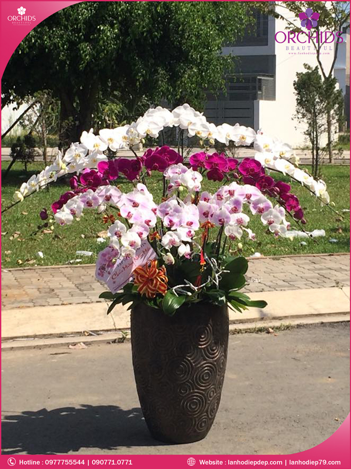 Chậu hoa lan hồ điệp đa sắc 16 cành