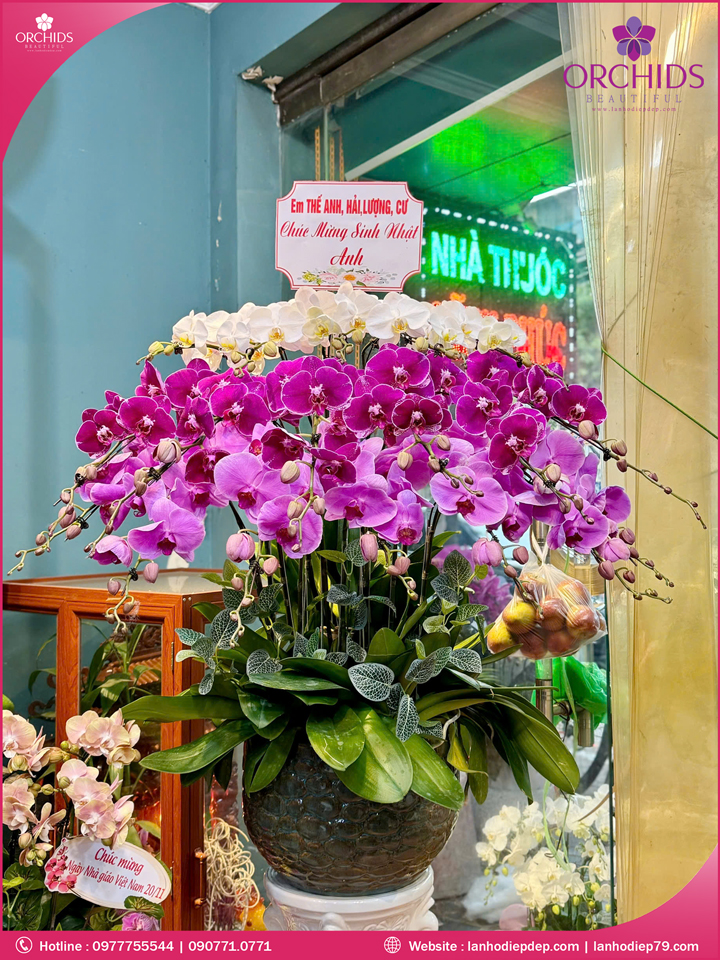 Chậu hoa lan hồ điệp đa sắc 18 cành