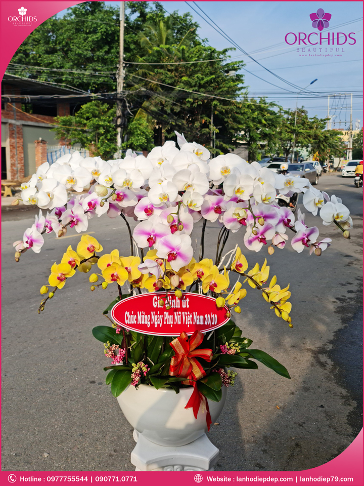 Chậu hoa lan hồ điệp đa sắc 19 cành