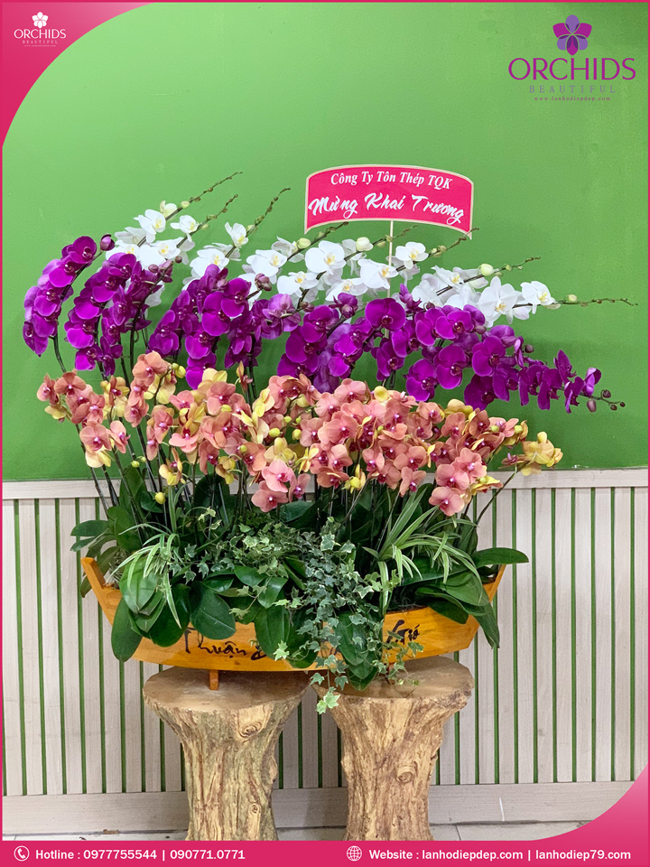 Chậu hoa lan hồ điệp đa sắc 36 cành
