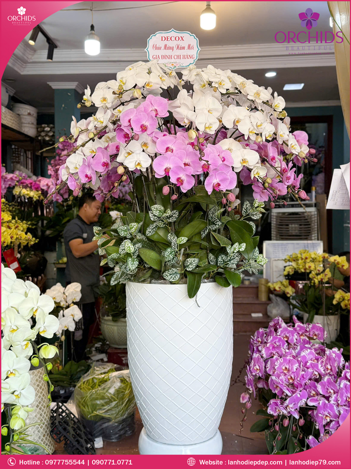 Chậu hoa lan hồ điệp đa sắc 38 cành