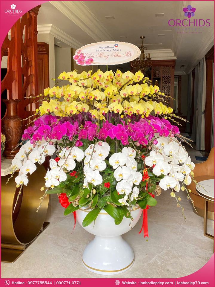 Chậu hoa lan hồ điệp đa sắc 79 cành