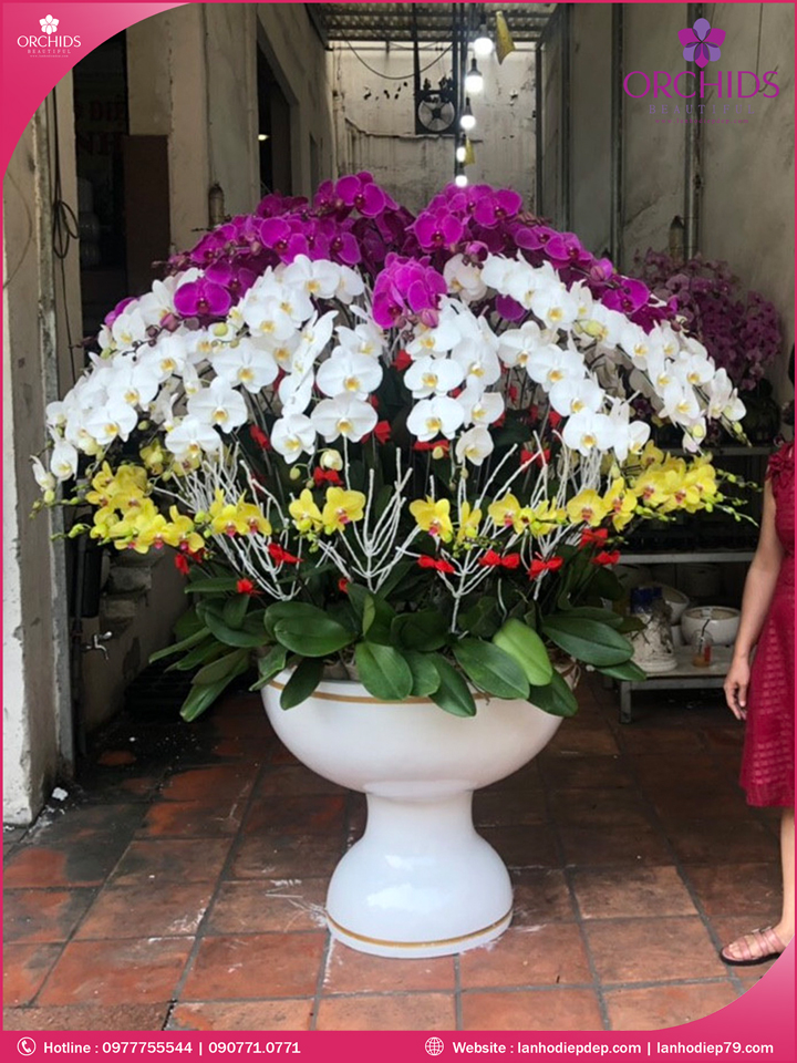 Chậu hoa lan hồ điệp đa sắc 79 cành