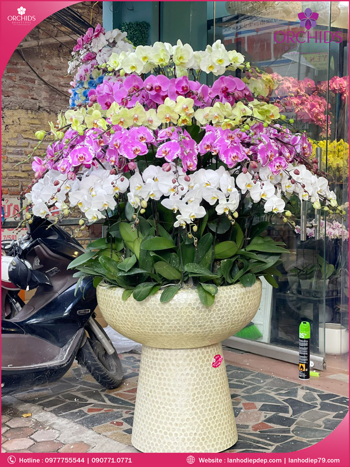Chậu hoa lan hồ điệp đa sắc 80 cành