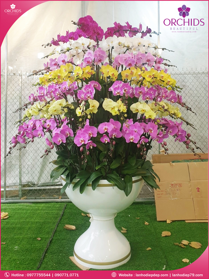 Chậu hoa lan hồ điệp đa sắc 85 cành