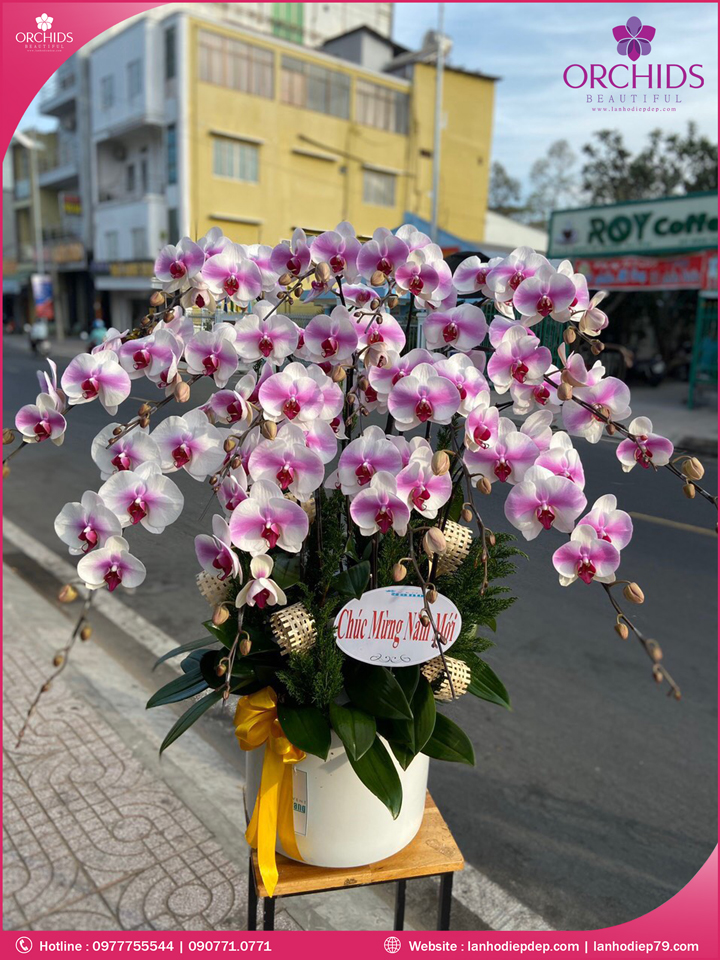Chậu hoa lan hồ điệp độc lạ 15 cành
