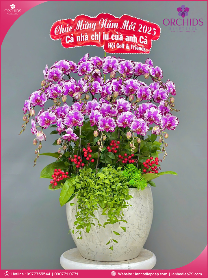 Chậu hoa lan hồ điệp độc lạ 15 cành