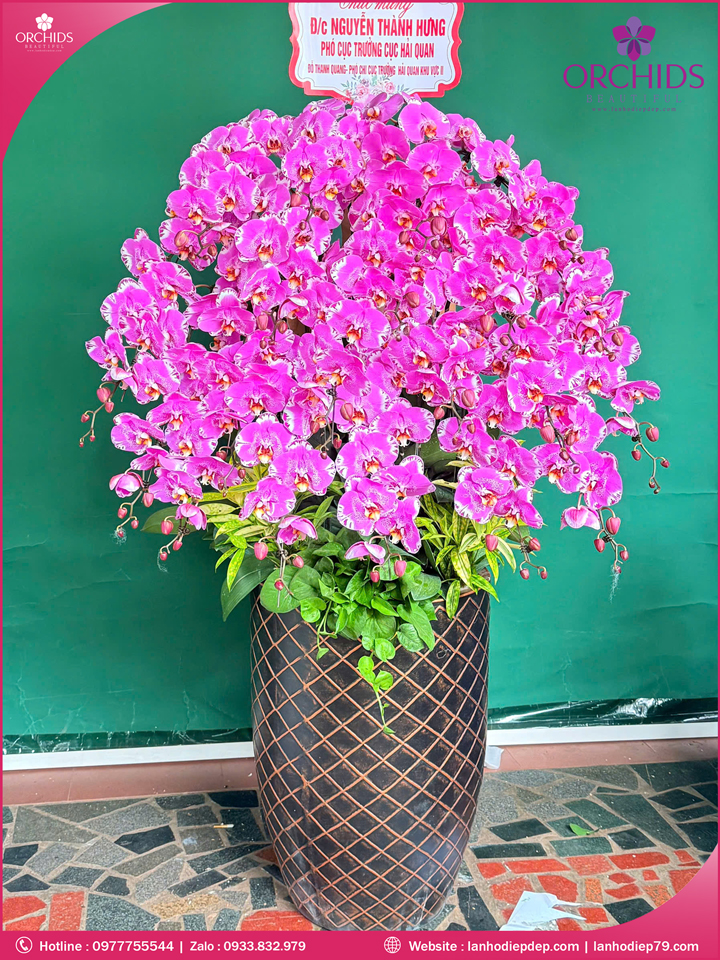 Chậu hoa lan hồ điệp độc lạ 20 cành D85